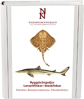 Ryggstr�ngsdjur: Lansettfiskar�broskfiskar