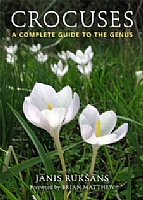 Crocuses
