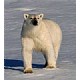 Shetland, Jan Mayen og Svalbard