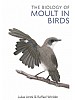 Corvus