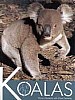 Koalas