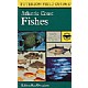 Atlantic Coast Fishes