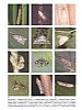British Pyralids Moths