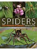 Spiders