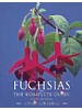 Fuchsias