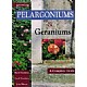 Growing Pelargoniums and Geraniums