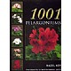 1001 Pelargoniums