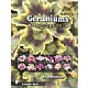 Geraniums
