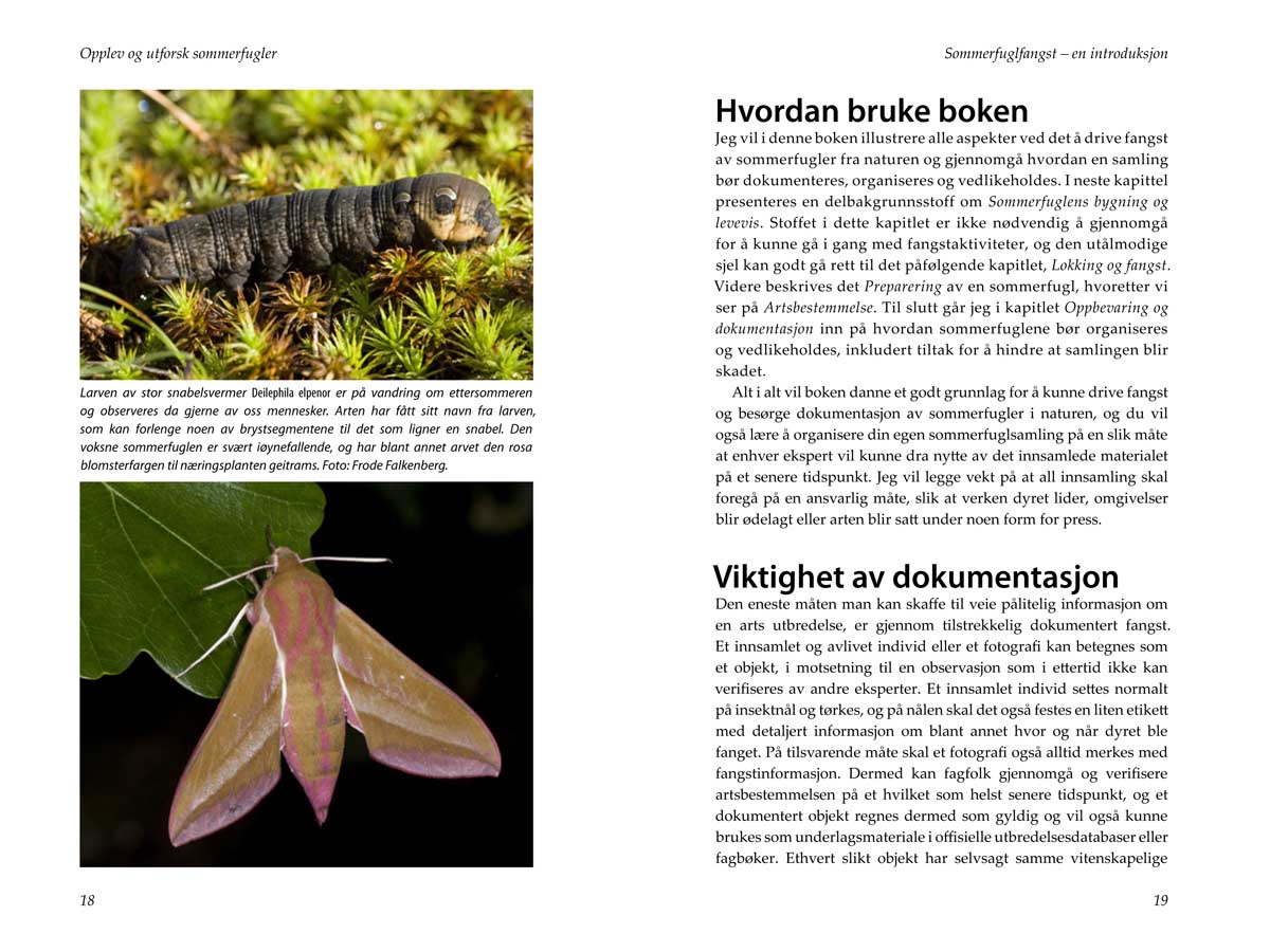 Eksempelside fra Opplev og utforsk sommerfugler
