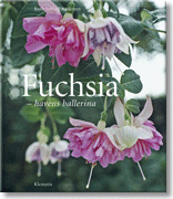 Fuchsia - Havens ballerina