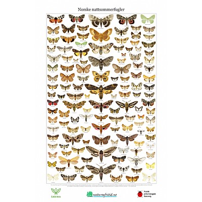 Norske sommerfugler, to plakater