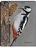 Puslespill - Flaggspett 30 brikker