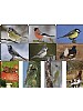 Puslespill - Norske dyr 10-20 brikker, 10 pk