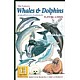 Hvaler og delfiner - Whales & Dolphins