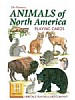 Nord-Amerikanske dyr - Animals of North America