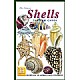 Skjell og konkylier - Shells