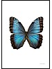 Morpho helenor montezuma