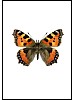 Neslesommerfugl, Aglais urticae