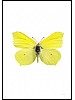Sitronsommerfugl, Gonopteryx rhamni