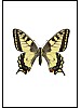 Svalestjert, Papilio machaon