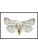 Vanlig tigerspinner, Spilosoma lubricipeda