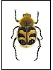 Humlebille, Trichius fasciatus