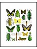 Insektsmiks, grønne og gule