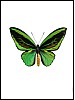 Ornithoptera priamus, grnn