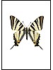 Slpetornsvalestjert, Iphiclides podalirius