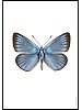 Slvblvinge, Polyommatus amandus