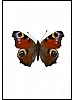 Dagpfuglye, Inachus io