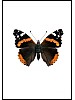 Admiral, Vanessa atalanta