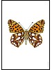 Slvkpe, Issoria lathonia, underside