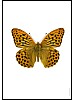 Keiserkpe, Argynnis paphia