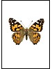 Tistelsommerfugl, Cynthia cardui