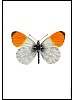 Aurorasommerfugl, Anthocharis cardamines