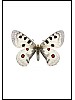 Apollosommerfugl, Parnassius apollo