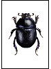 Skogtordivel, Anoplotrupes stercorosus