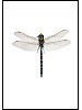 Takrrlibelle, Aeshna serrata