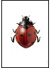 Sjuprikket marihne, Coccinella septempunctata