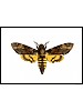 Ddningehodesvermer, Acherontia atropos