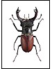 Eikehjort, Lucanus cervus, hann