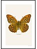 Keiserkpe, Argynnis paphia