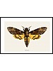 Ddningehodesvermer, Acherontia atropos