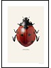 Sjuprikket marihne, Coccinella septempunctata