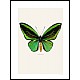 Ornithoptera priamus, grnn