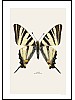 Slpetornsvalestjert, Iphiclides podalirius