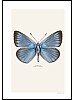 Slvblvinge, Polyommatus amandus