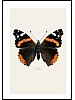 Admiral, Vanessa atalanta