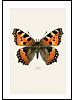 Neslesommerfugl, Aglais urticae